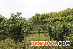 湿地松，马尾松，枫香，木荷杜英，香樟，杉木，造林小苗
